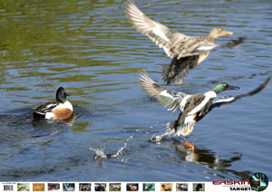 duck targets